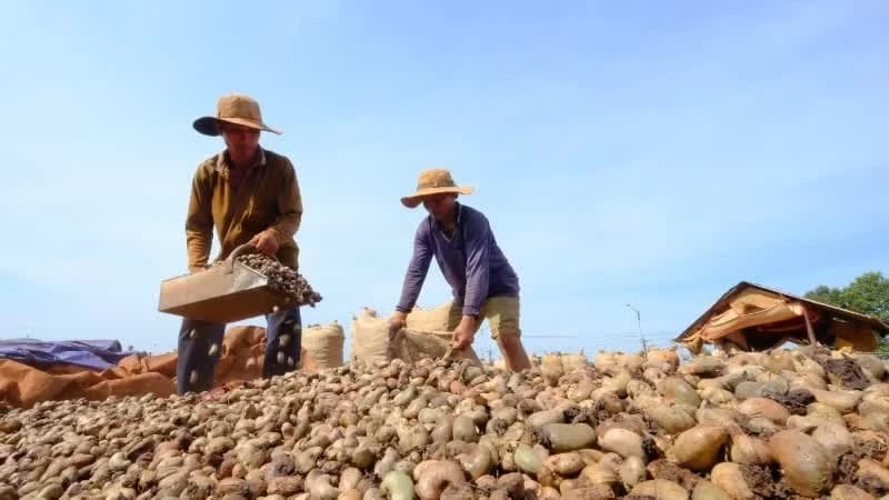 Vietnamese cashew nuts exported to 112 countries and territories