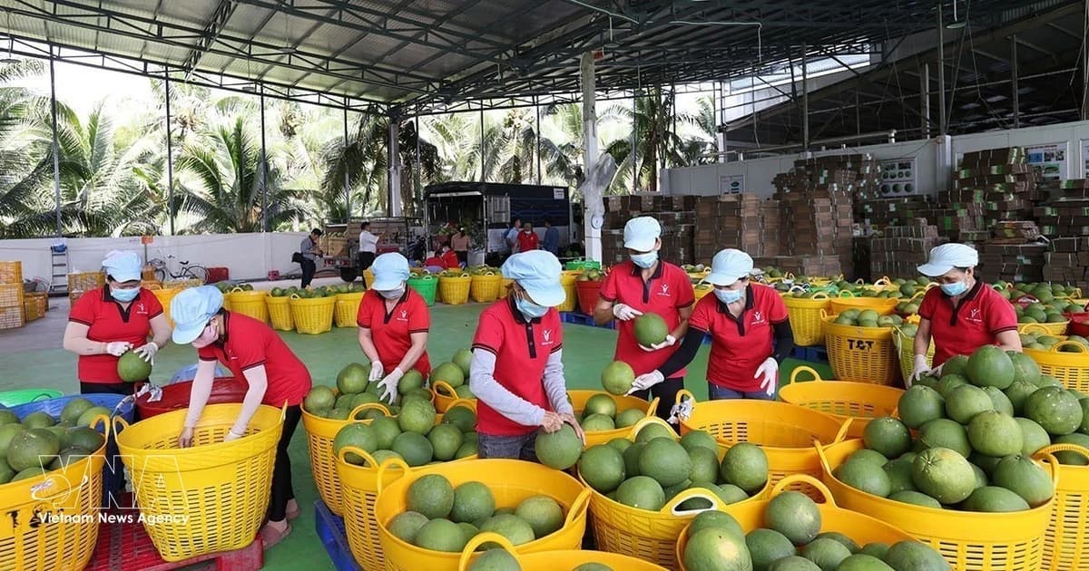 Viet Nam's fruit, vegetable exports exceed 2.67 billion USD in five months
