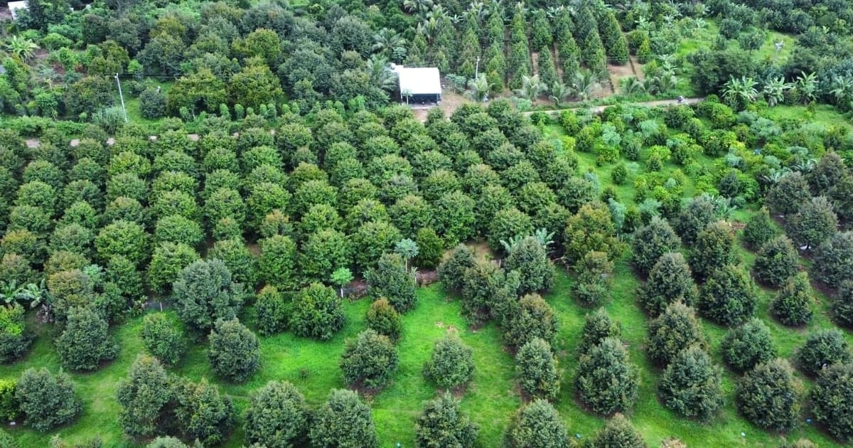 Vietnam accelerates digital traceability system for agricultural exports