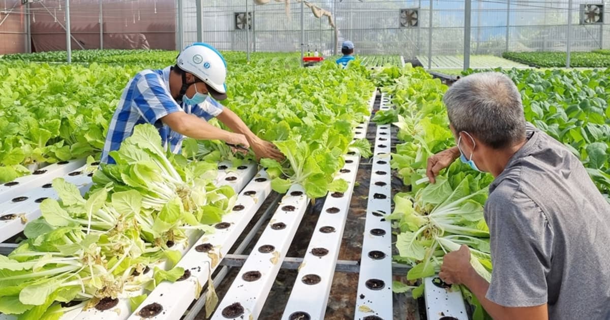HCM City plans to expand high-tech safe vegetable production