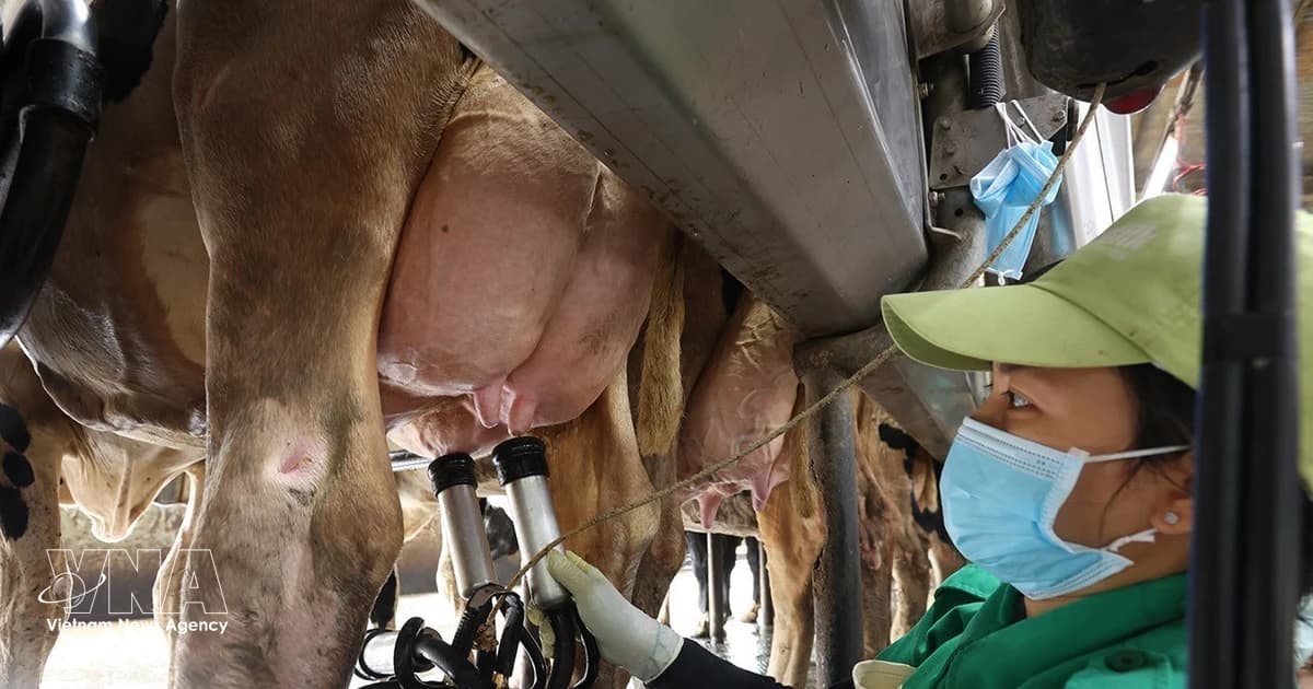 Self-reliance in raw materials fuels Vietnam’s dairy growth
