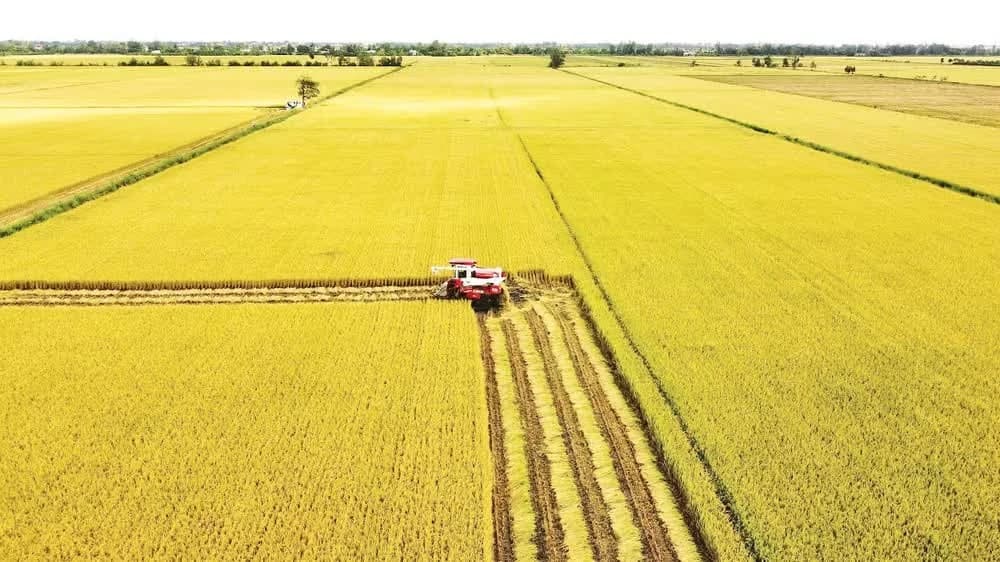 Low-emission rice farming: benefits and barriers