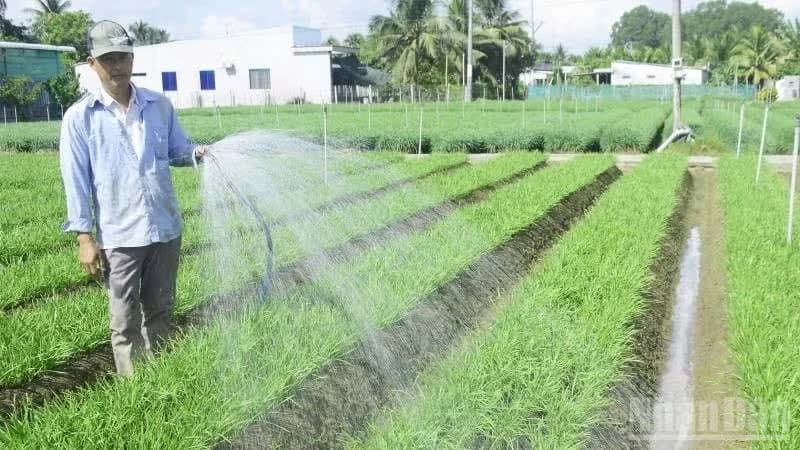 Growing chives helps Vinh Long residents have stable livelihoods