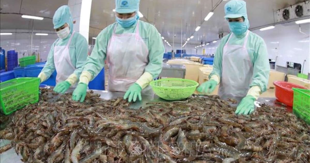 Shrimp and pangasius exports see double-digit growth amid mounting pressure