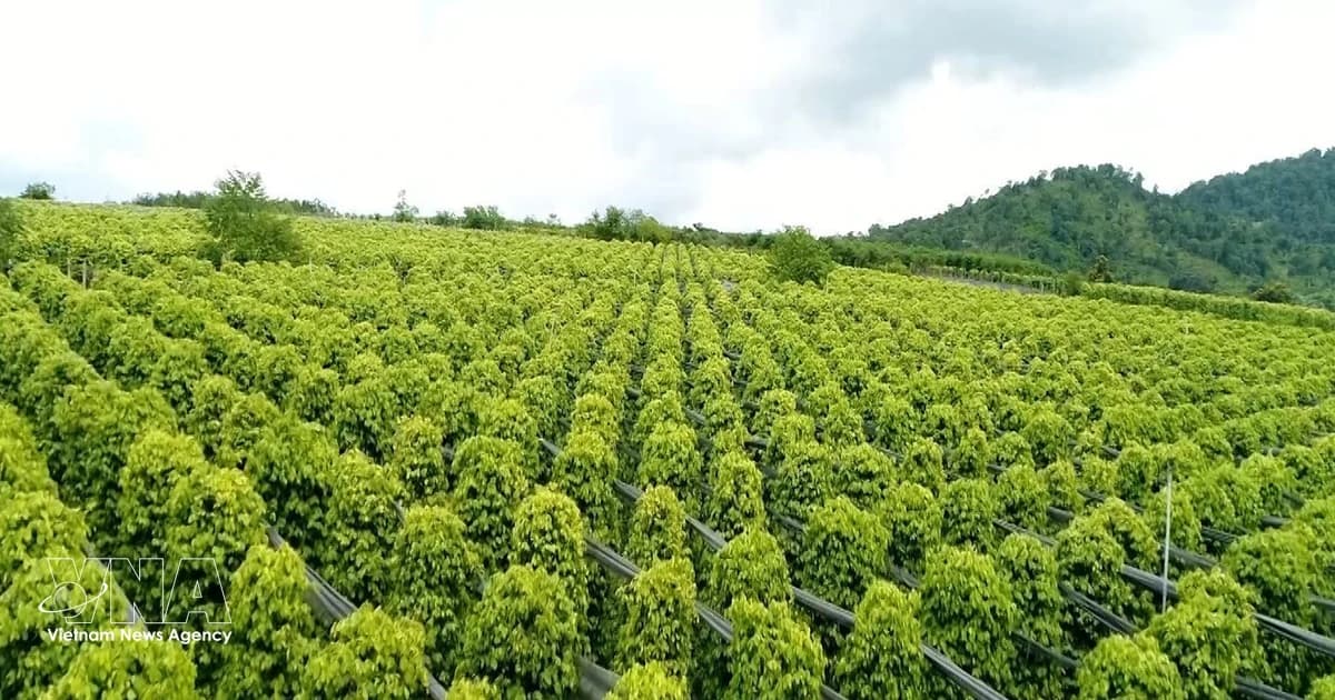 Vietnam’s pepper exports jump 21.7% in volume in five months