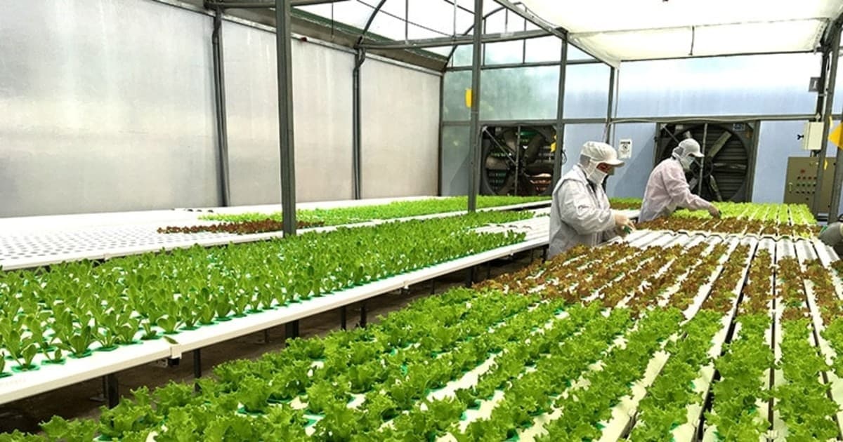 HCM City establishes seven high-tech agricultural zones