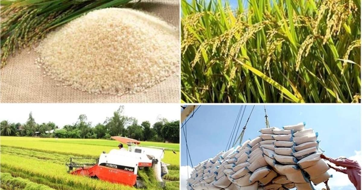 Vietnam's rice export revenue hits $2.09 bln in 5M
