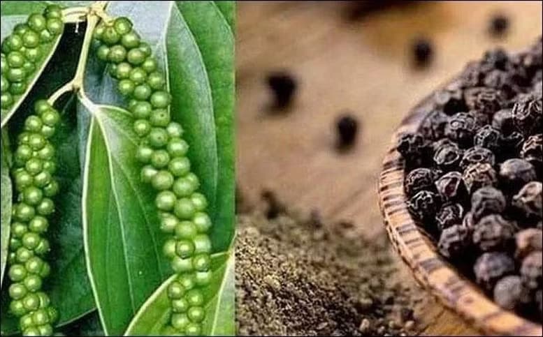 Pepper exports post double-digit growth in first half of 2026