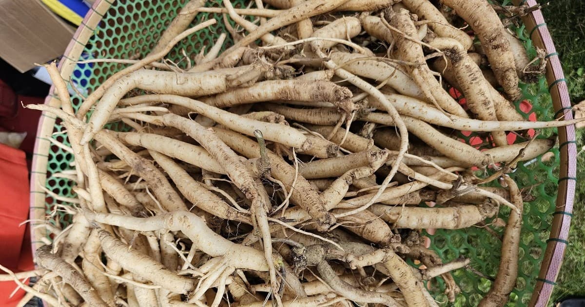 Developing medicinal herbs into a national strategic economic sector