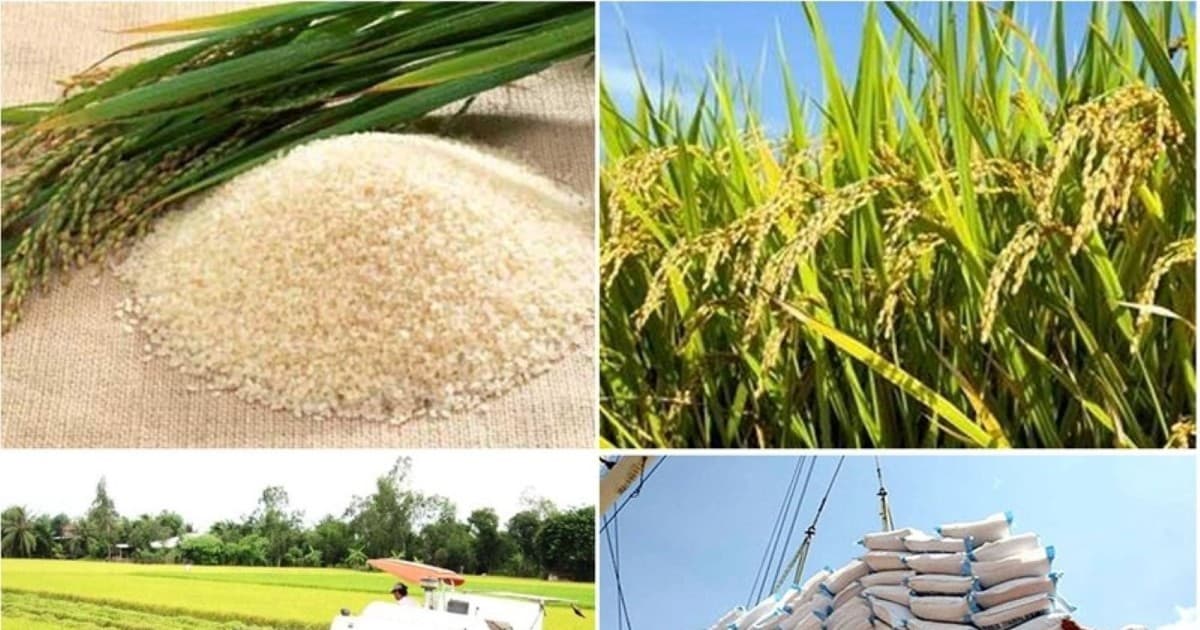 Vietnam's rice exports earn $2.38bln in 6M