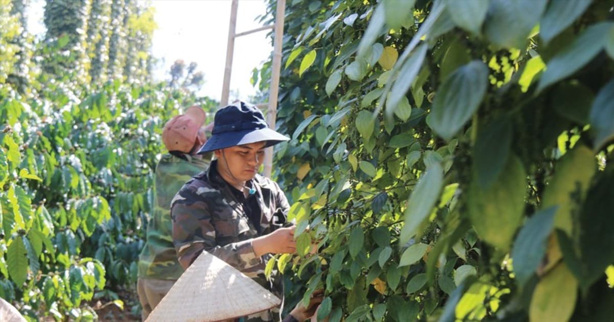 Vietnam exports 146,000 tons of pepper in first half of 2026