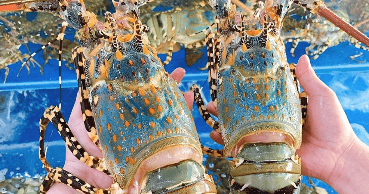 Strategy to turn lobster into a billion-dollar export industry