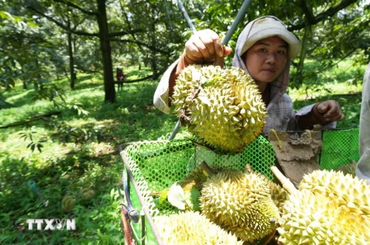 India Opens Market to Vietnamese Fresh Durian Export