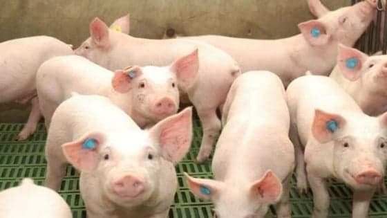 Muyuan-affiliated company to invest $138 mln in livestock sector in central Vietnam