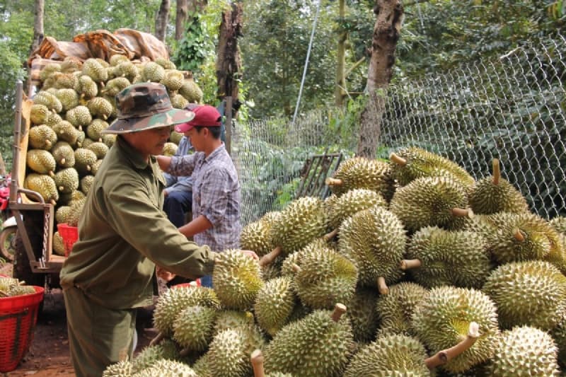 Durian Exports on Track to Surpass US$4 Billion by Year-end