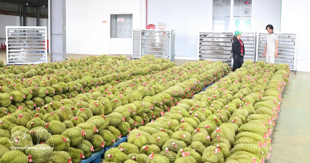 Vietnamese fruit exports eye stronger growth in Chinese market