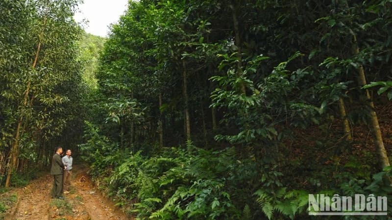 Ministry promotes development of one million hectares of large timber plantation by 2030