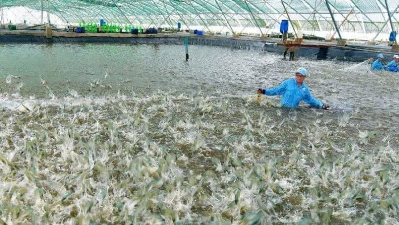 The key issue for Vietnam shrimp industry to achieve high-value exports