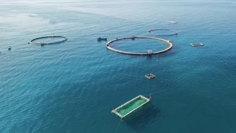 Pioneering high-tech marine aquaculture