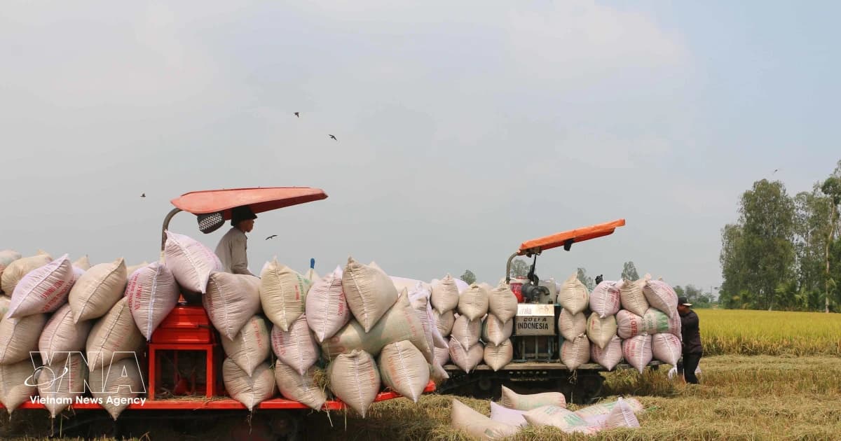 Vietnam promotes cooperation to remove barriers to rice trade with Philippines