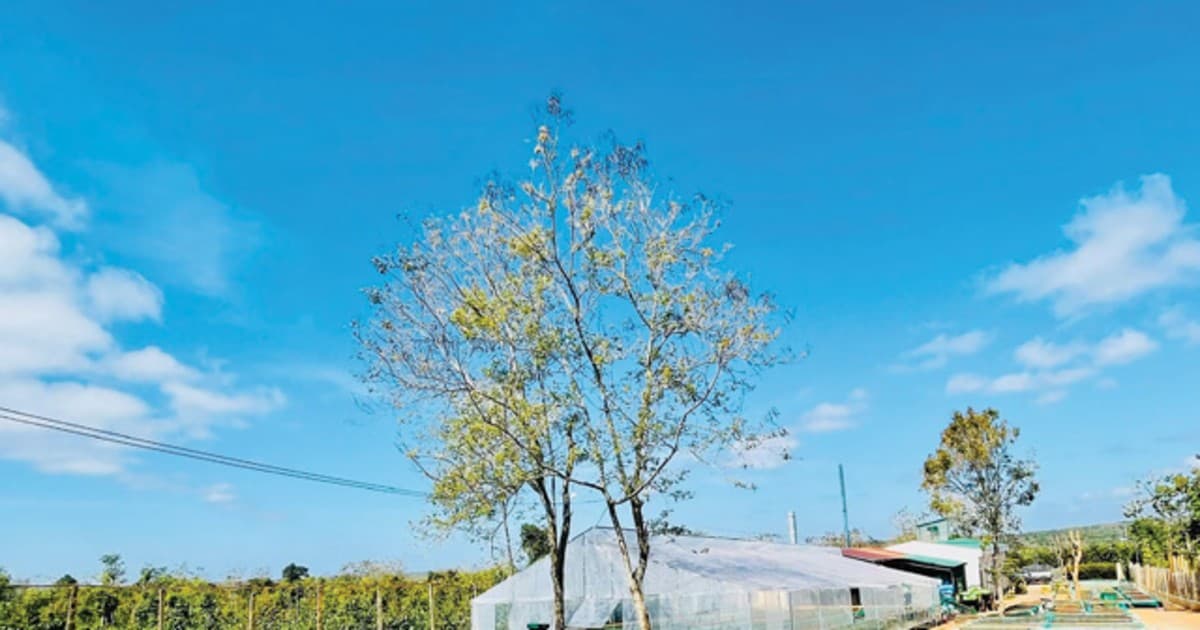 To maintain Vietnam's position as the world largest pepper exporter