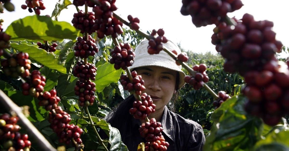 Vietnamese Robusta: shifting from quantity to quality to unlock value
