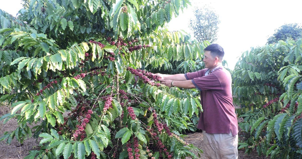 Vietnam's coffee exports hit $6 billion in eight months