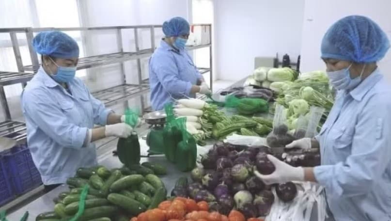 Integrating safe vegetable production with processing and consumption