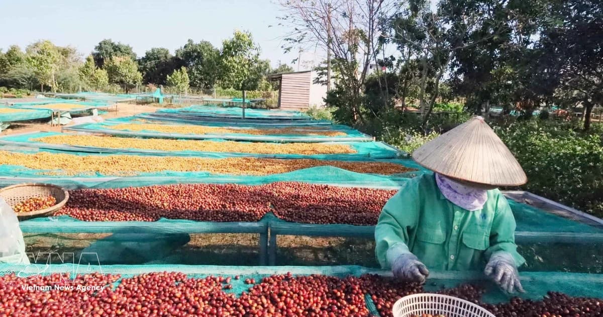 Vietnamese coffee exports poised for strong finish toward year-end