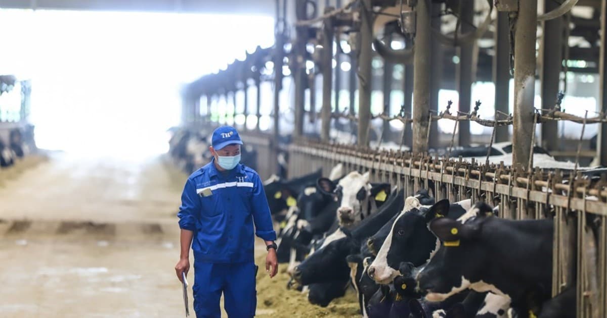 Vietnam dairy strategy targets material autonomy and costs