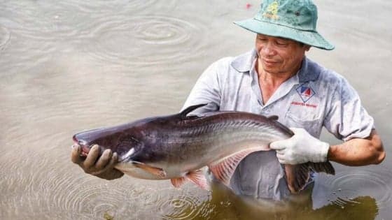 Vietnam’s agricultural, forestry and fishery trade surplus continues to widen