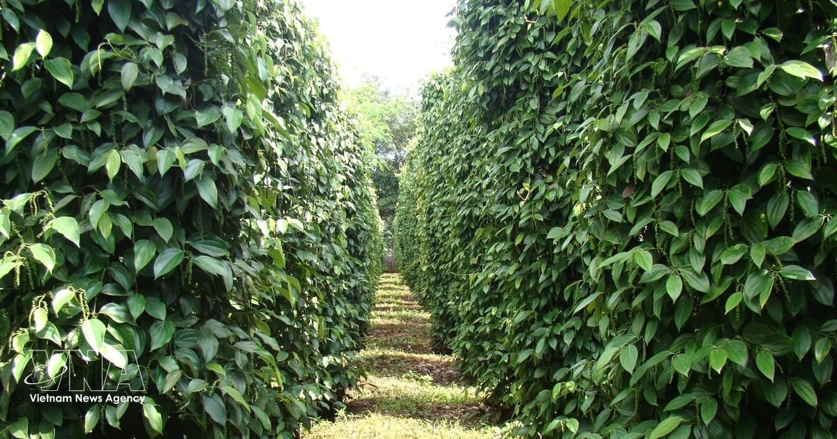 Vietnam’s pepper exports top 1.3 billion USD, maintain growth momentum
