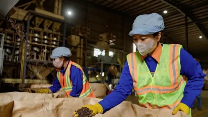 Vietnamese coffee brodens its export reach