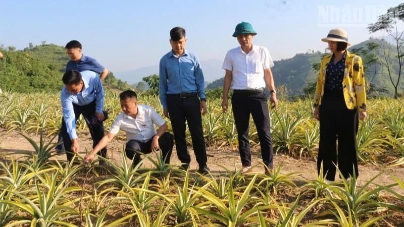 Dien Bien approves and implements 350 production support projects and models under National Target Programmes