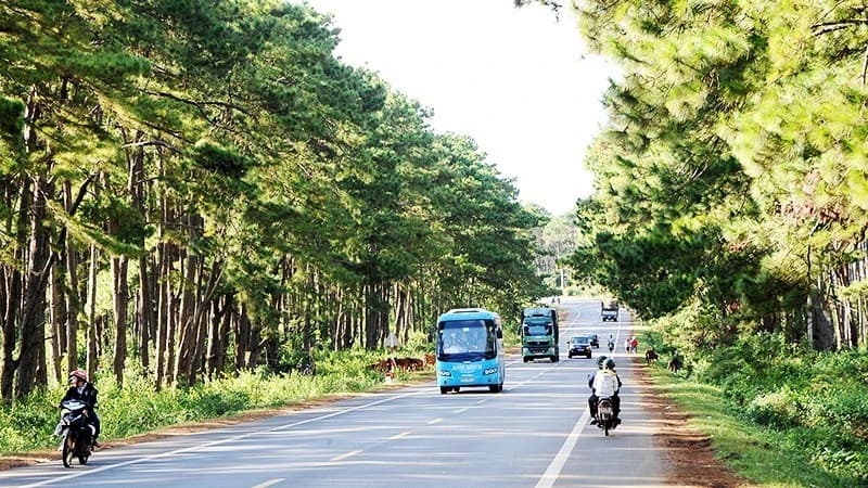 Carbon markets open new financing opportunities for Viet Nam’s forestry sector