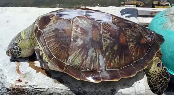 Endangered turtle washes ashore dead with missing limbs