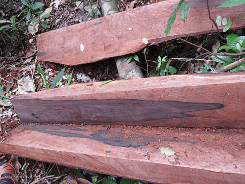 Vietnamese authorities probe illegal logging in world-famous national park