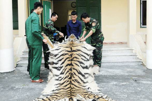 Vietnamese man arrested with tiger skin, bones on China border