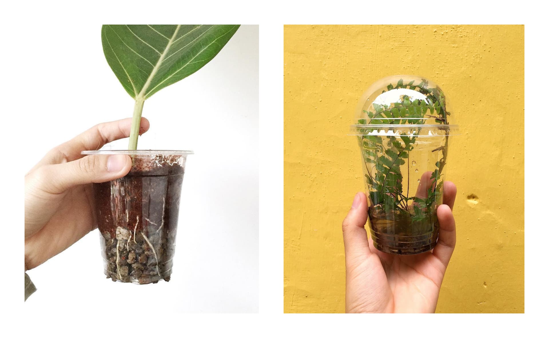 Nghe An youth uses discarded plastic to nurture a forest