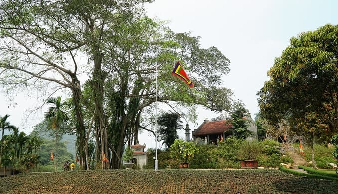 Ninh Binh’s ‘moving’ millennia-old banyan tree