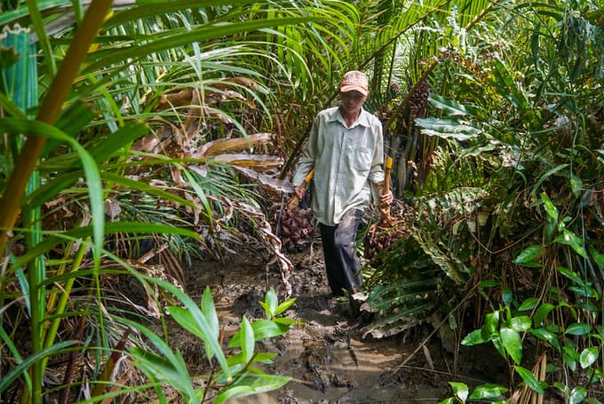 Picking nipa palm fruits in swamp in suburban Saigon