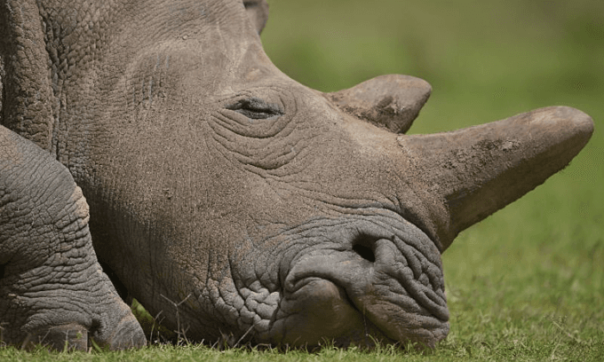 Two arrested with 167 rhino horns in huge South Africa haul