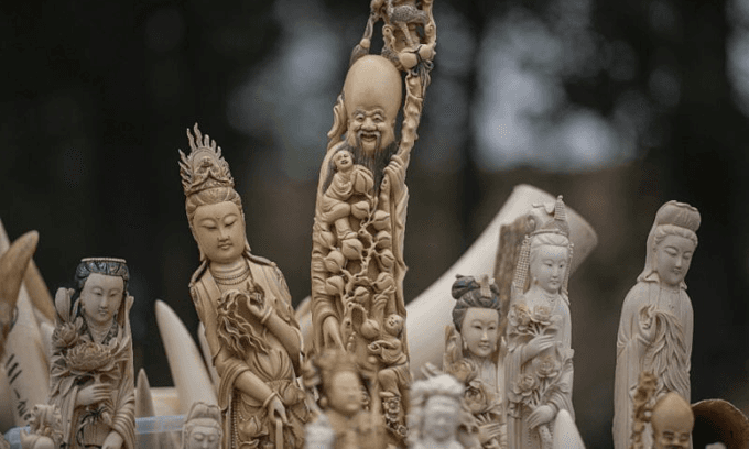 China seizes nearly 2,750 elephant tusks in huge bust