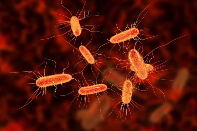 Drug-resistant E. coli found in Vietnam