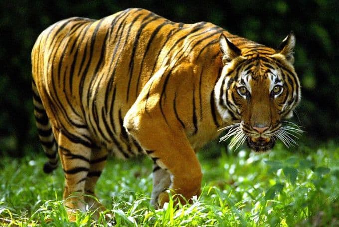 Malaysia arrests Vietnam poachers, seizes tiger, bear parts