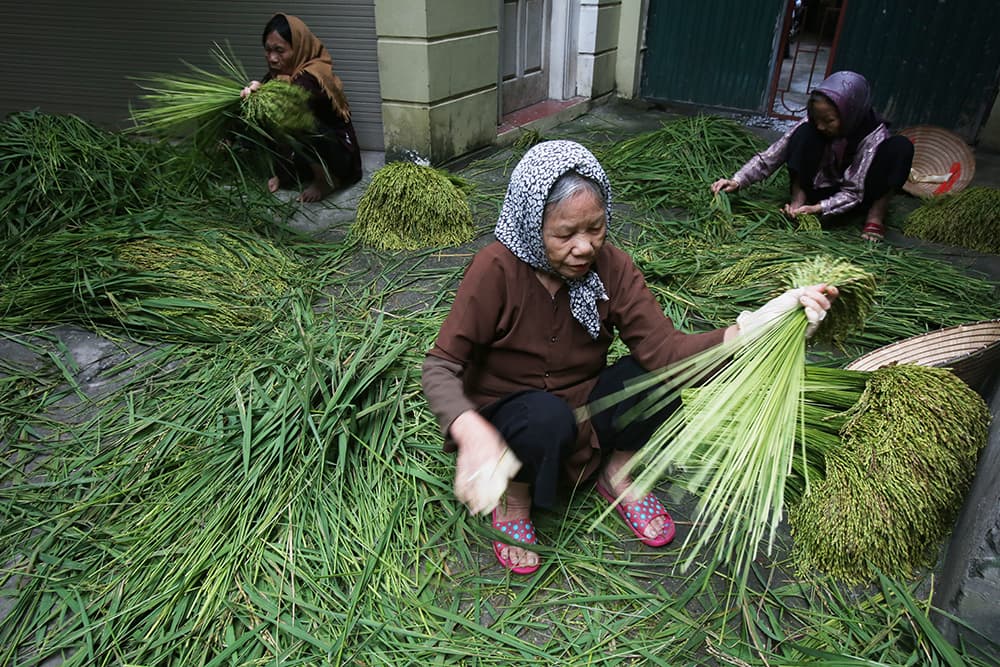 Vietnamese villages hold fast to food traditions, and hold their own
