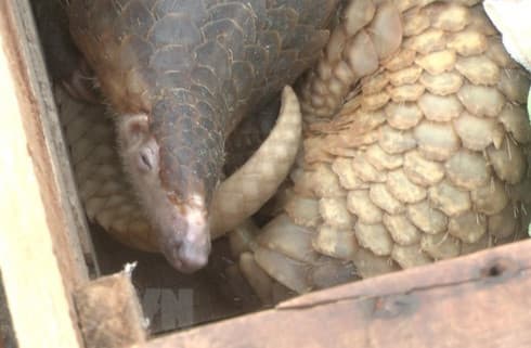 39 pangolins handed over to Cuc Phuong National Park