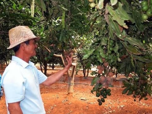 Lam Dong exports macadamia nuts to RoK, Singapore