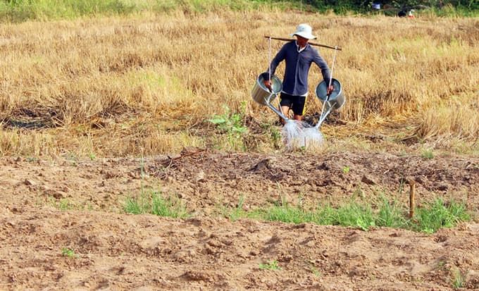 Drought, saltwater intrusion double whammy for Mekong delta farmers