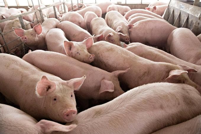 China's top feed producer New Hope builds three pig farms in Vietnam